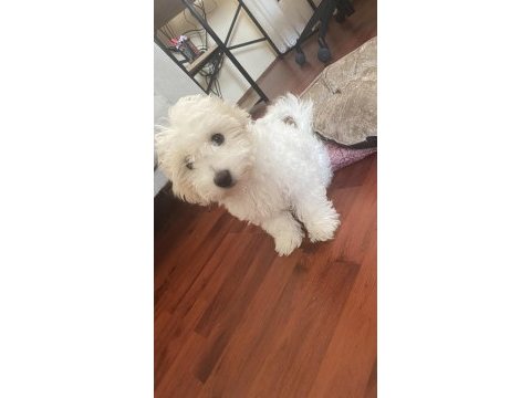 Maltipoo 4 aylık eğitimli