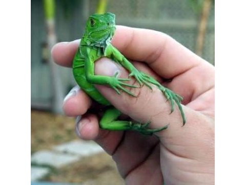 İnsana alışkın yavru yeşil iguana