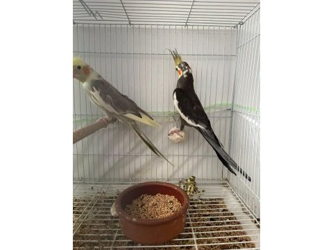 Yumurtalı sultan papağanı çift alıcısına uçar bakıcı