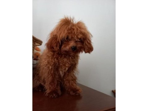 7 aylık maltipoo yeni ailesine arıyor