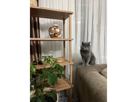 Aşıları tam erkek kedimiz