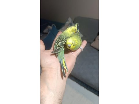 Yavrulu takımlar ve yeni yeme düşmüş yavru muhabbet kuşlar