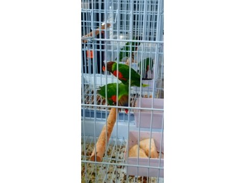 Lori papağanı dişili erkekli
