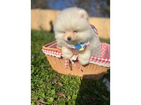 Pomeranian boo dişi ve erkek yavrular