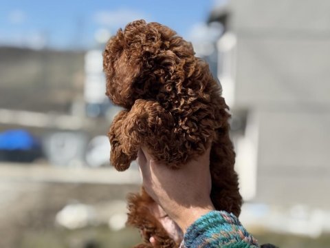 Ankaranın en seçkin toy poodle yavruları