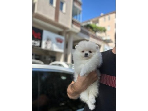 Pomeranian boo yavruları