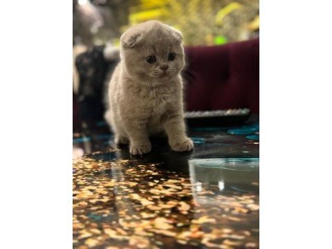 2 aylık scottish fold minikler