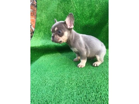 A kalite french bulldog erkek bebekler