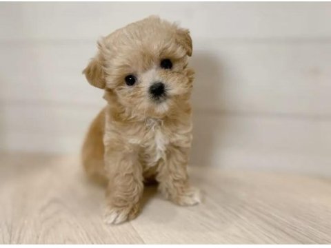 Maltipoo yavruları