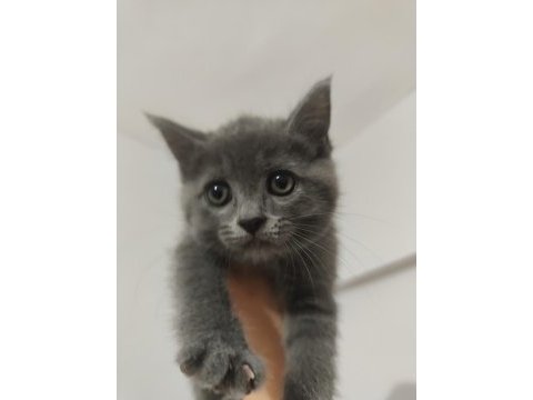 British longhair yavru gri