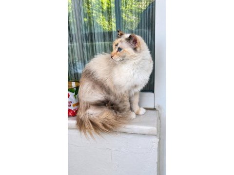Ücretsiz ragdoll kedimiz