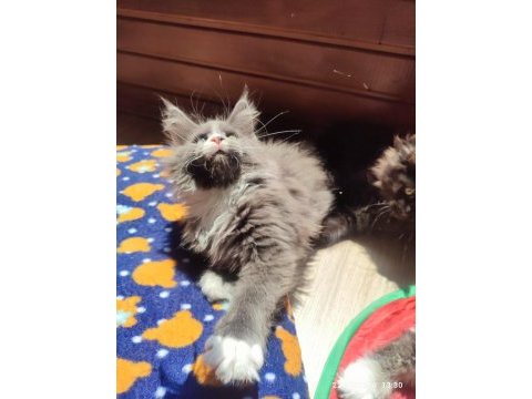 Tüm aşı ve belgeleri eksiksiz şecereli safkan maine coon