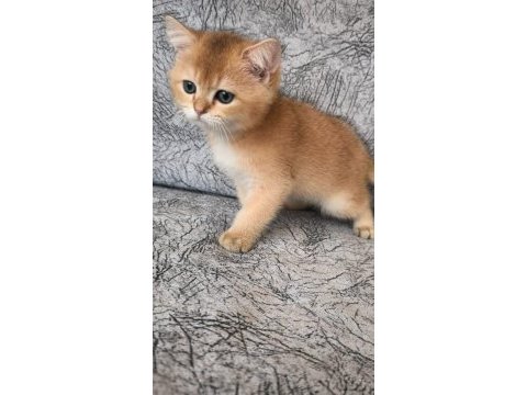 Golden british shorthair güzellikler teslime hazır