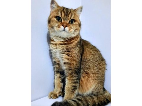 Scottish fold 8 aylık erkek