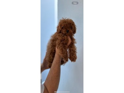 Safkan kore teacup toy poodle