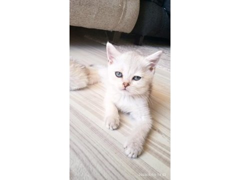British shorthair kardeşler manisa