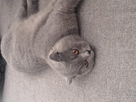 Scottish fold kedimizi sahiplendiriyoruz