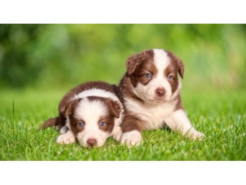 Mavi gözlü çikolata beyaz border collie yavrular