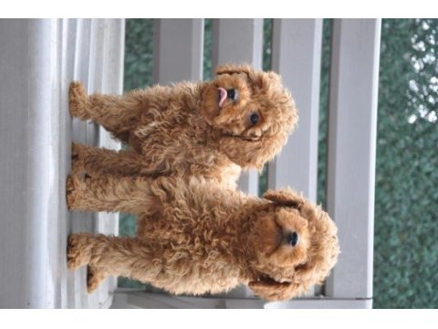Dişi red brown toy poodle