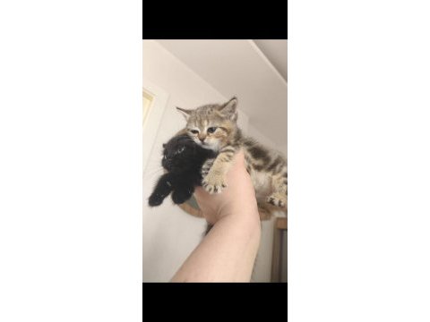 British shorthair tabby cinsi safkan
