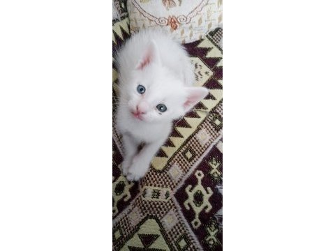 Acil sahiplendirilmeli 2 aylık yavru van kedisi
