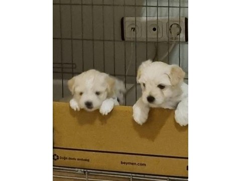2 aylık safkan maltese terrier