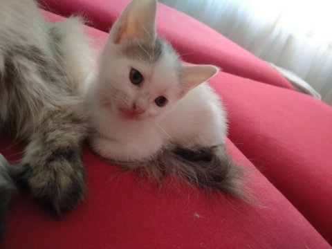 Lütfen yuva çok acil kedimize