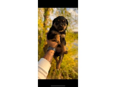 Maca koca kafa kusursuz güzellikte rottweiler yavrular