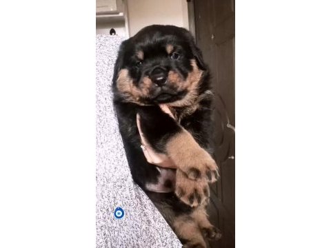 A kalite rottweiler yavrusu