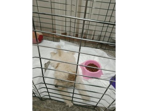 3,5 aylık terrier hayırlı olsun