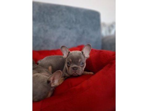 Üst kalite lilactan french bulldog bebekler