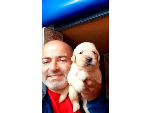 Şirin golden retriever yavrularımız