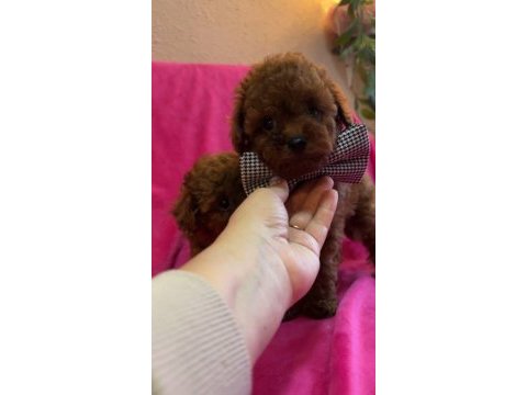 Teacup kore poodle yavruları