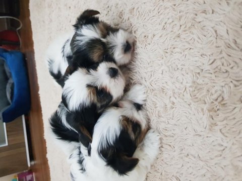 Erkek dişi biewer yorkshire terrier