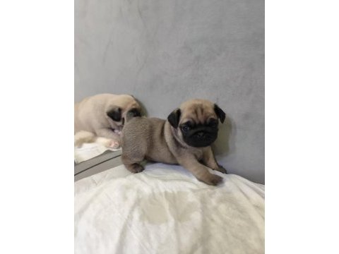 Kaliteli pug mops yavrular