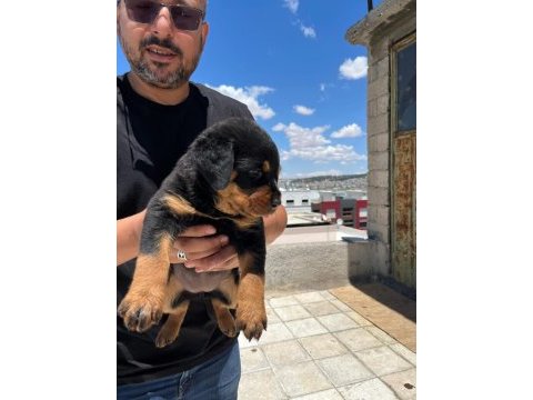 Rottweiler yavrularımız yeni yuvasını arıyor