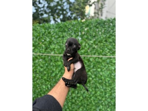 Tüylü ve tüysüz tuvalet eğitimli chihuahualar