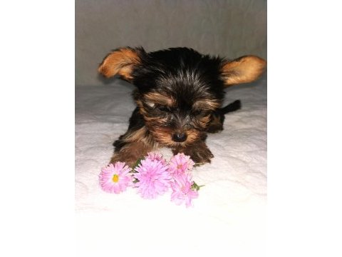Mini boy teacup yorkshire terrier yavrular