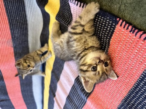 British shorthair yavrularımızı sahiplendirmek istiyoruz