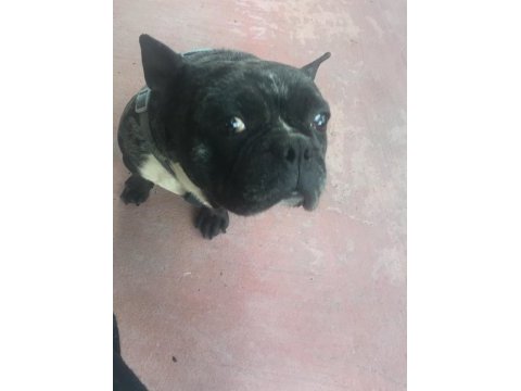 French bulldog rıfkı için yuva