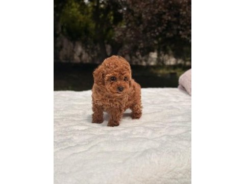 Sağlık ve ırk garantili poodle