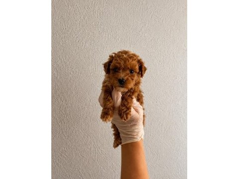 Orijinal gerçek teacup maltipoo