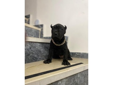 A kalite cane corso ayı yavruları estetikli estetiksiz