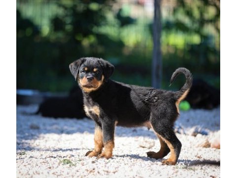 İzin belgeli üretim çiftliğinden rottweiler kapıda öde