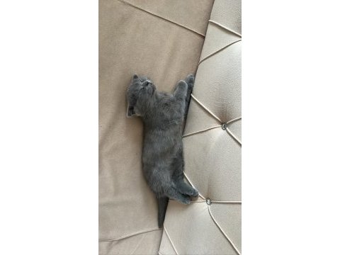 2 mart doğumlu scottish fold yavru