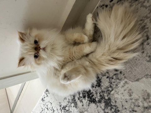 Dişi 2 yaşında nasir renk iran kedisi