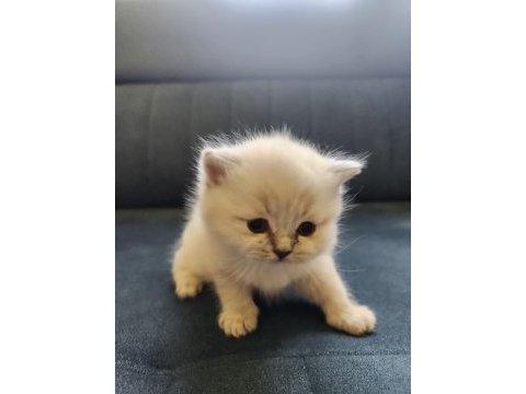 Scottish fold blue point mükemmel yavrular