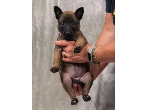 Malinois bebekler safkan orjinal