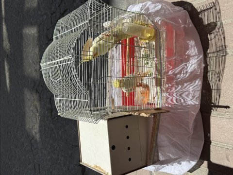 Jumbo çalışan takım sultan papağanı