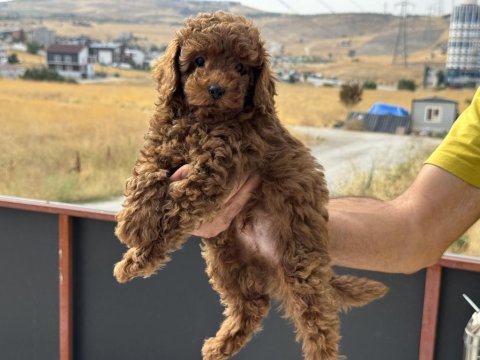 Ruhsatlı çiftlikde ziyarete açık toy poodle yavrular
